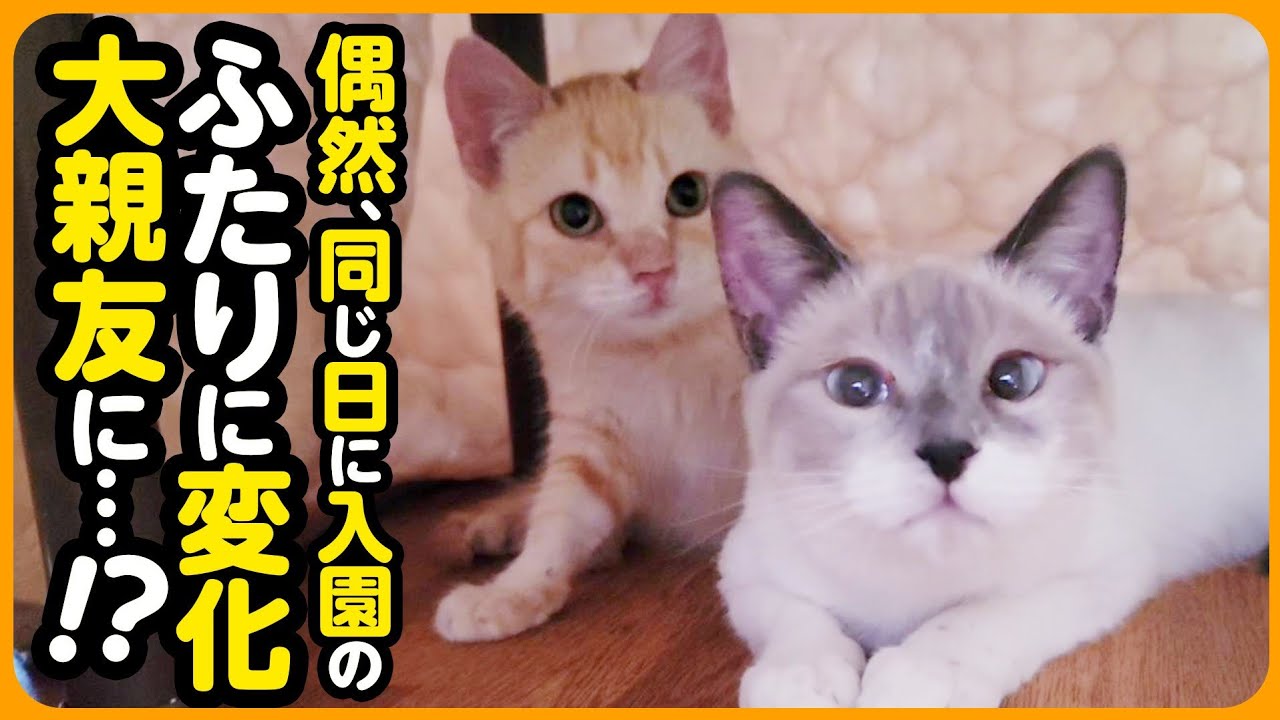 にこねこ Two kittens who overcame tough times have become best friends