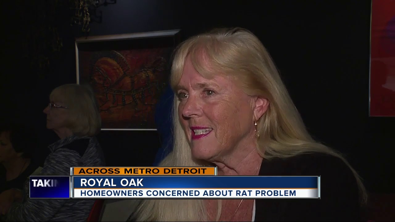 tv kanalları Royal Oak residents concerned over rat problem