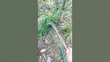 Teknik Cerdas Petani Merawat Pohon Jahe Supaya Tetap Subur #Shorts