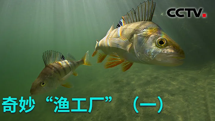 新鮮！「跑道」能養魚？魚兒身價不一般 20230228 奇妙「漁工廠」（一）|《創新進行時》CCTV科教 - 天天要聞