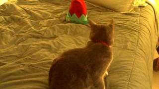 Nov 11 2008 - VID00001_1.AVI
