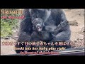 来園者の目の前で赤ちゃんゴリラを遊ばせるゲンキ♪でもまだ赤ちゃんの片足だけは掴んで放しません⭐️Gorilla【京都市動物園】A baby gorilla plays in front of us.