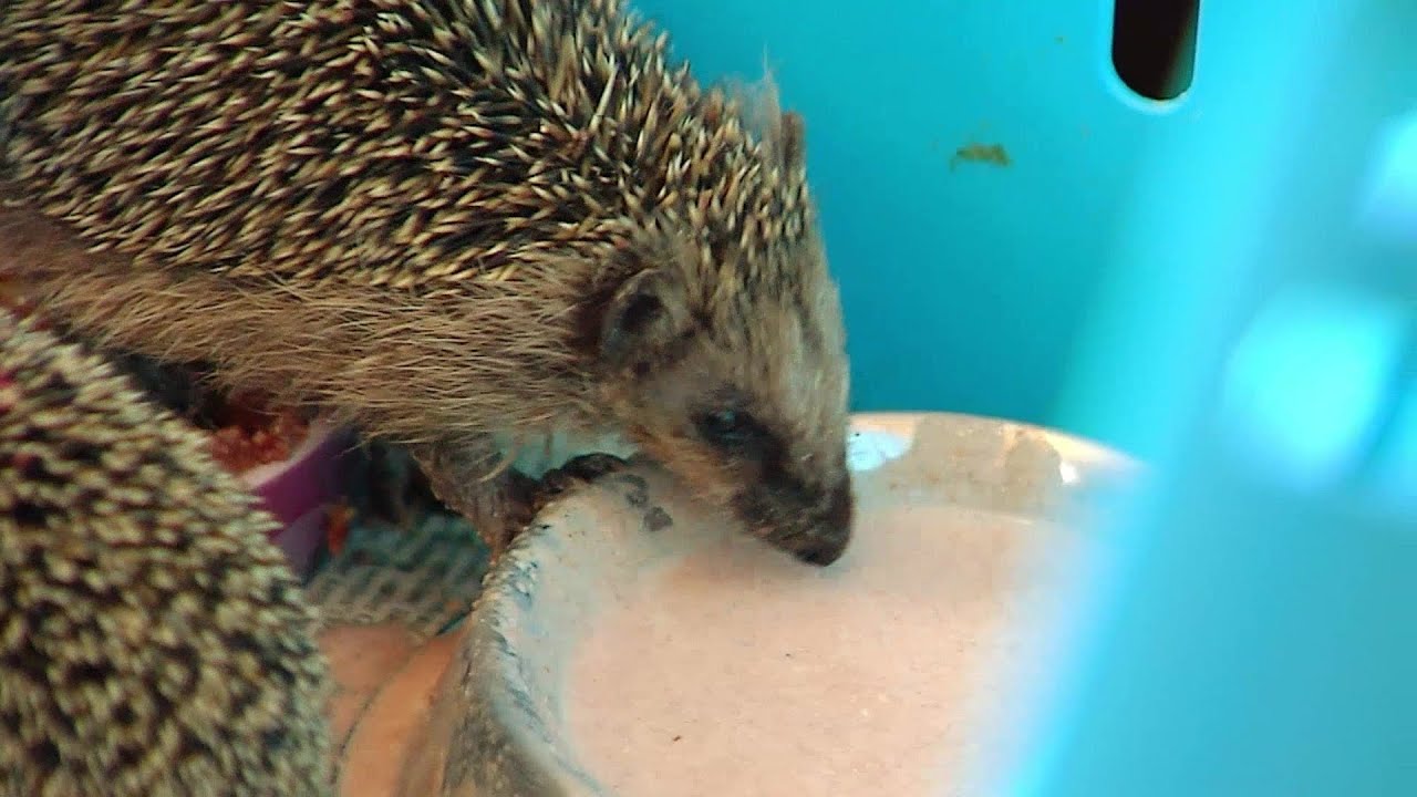 Herbst-Zeit ist Igel-Zeit!