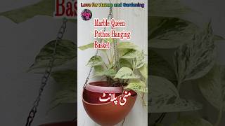 Marble Queen Pothos Hanging Basket,Money Plant decor#shortvideo #plants #youtubeshorts #indoorplants