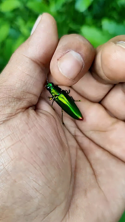 🦗 It is the Smaller shiny jewel beetle Yp-1294#beautifulinsects#nature #anyuniqueanimals#insects