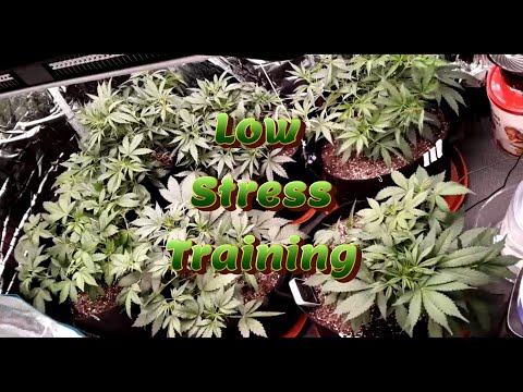 Week 6 Auto Flower Grow (Low Stress Training) [Fox Farm, Mephisto, Ethos]