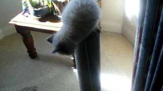 kitten 008-1.avi