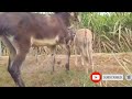Donkey Mating - First time ! Animals mating New compilation - Donkey Mating / تزاوج الحمير تزاوج الح