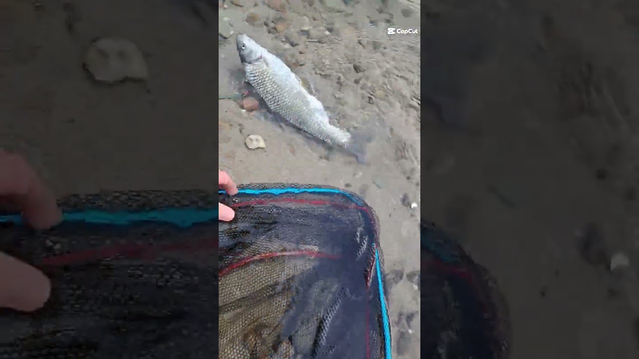 PIGHI E BARBI - PESCA A PASSATA CON LA BOLOGNESE SUL FIUME TICINO