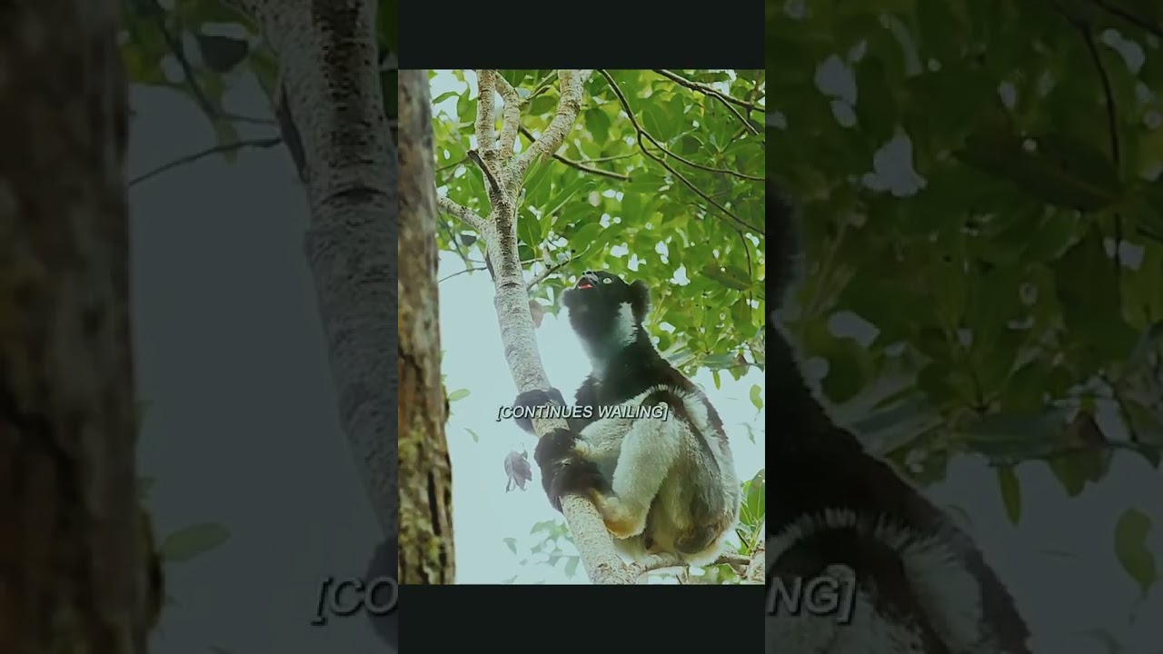 Funny Monkey Videos 2025 🐒 Cute & Playful Moments