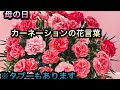 【母の日】色別カーネーションの花言葉