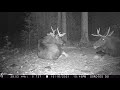 Two Bull Moose Bedding Down in Front of the Camera!