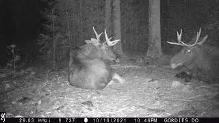 Two Bull Moose Bedding Down in Front of the Camera!