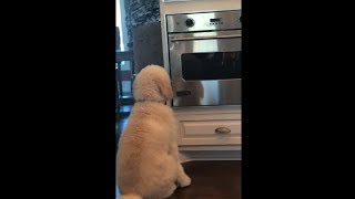Cute Puppy Waiting To Get Her Peanut Butter Cookie