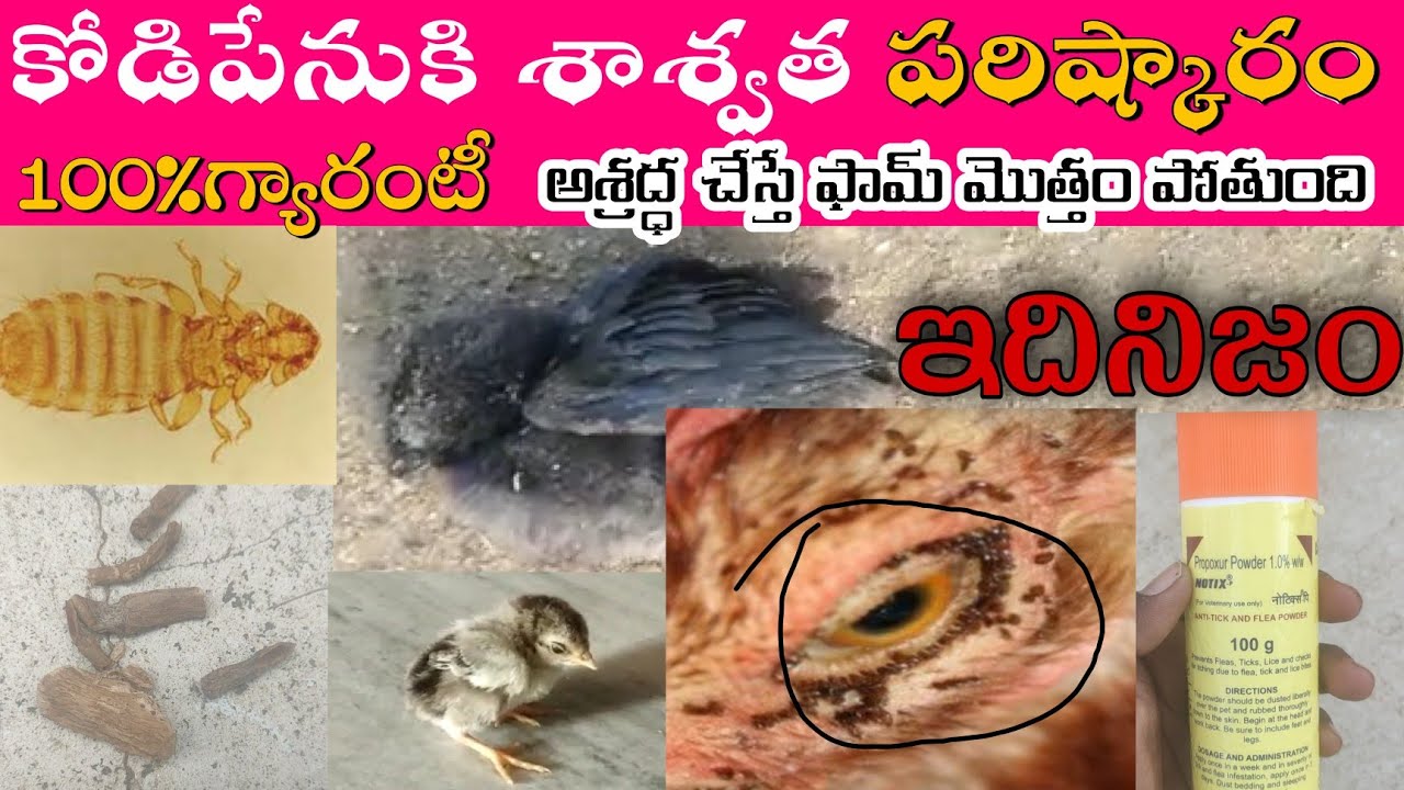 How to cure chicken lice ||కోడిపేనుకి 100% నివారణ||నిర్లక్ష్యం చేస్తే ఫామ్ మొత్తం పోతుంది||@Nanifarm