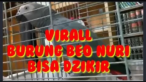 BURUNG BERDZIKIR