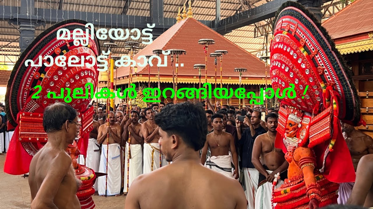 പുലിയൂരുകാളിയും പുള്ളിക്കരിങ്കാളിയും | Pulliyur kaali Theyyam , Malliyottu kavu Kunhimangalam