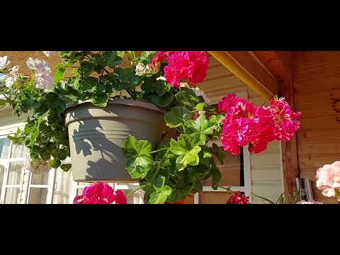 Мое крыльцо. Пеларгония