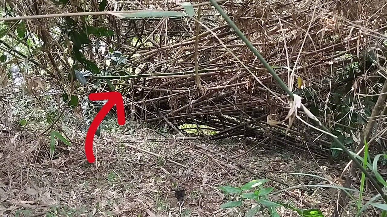 Bẫy Chim Khướu Rừng Già /Cuab noog sab hwj/20/03/2025