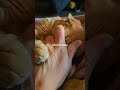 Sorry I cant hear you #cat #kindabusy #catshorts #catsofyoutube #catvideos
