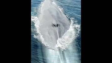 Blue Whale Bitten My Hand 8k Video UltraHD 120fps | 4k videos Ocean underwater footage 8k #shorts