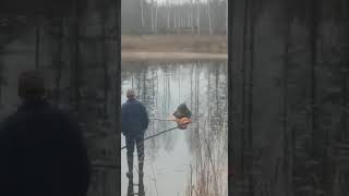 wild boar rescue from ice.  спасение кабана.