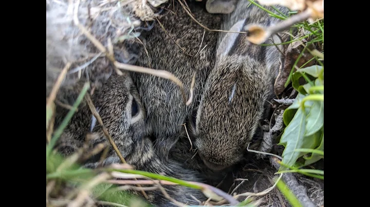 Baby Bunny Nest Found in the Garden! Six Bunnies!