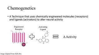 Optogenetics \& Chemogenetics