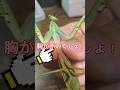 【弱肉強食】ムネアカハラビロカマキリがめちゃくちゃハサミムシ食います