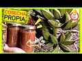 🍌🍯La Mejor Mermelada de Plátano o Banana 100% Natural y Ecológica ( ͡° ͜ʖ ͡°) Cocinando con mixim89