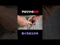 アロワナの手術 highlight