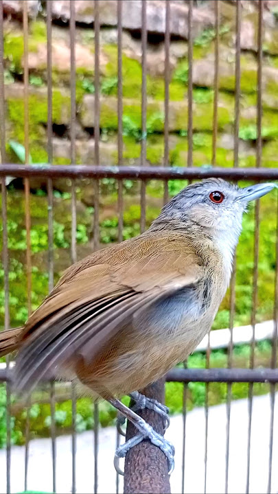 Masteran khas pelanduk semak.