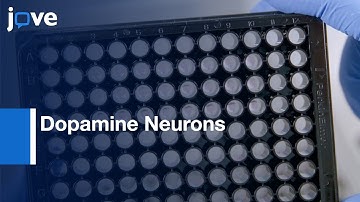 Synuclein Accumulation in Midbrain Dopamine Neurons | Protocol Preview