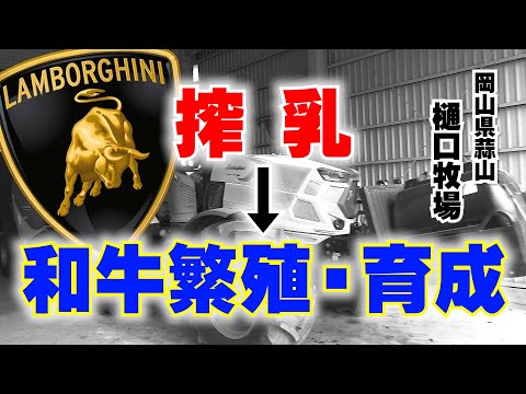 【新築牛舎】搾乳から和牛繁殖・育成事業に変更した理由【DNW325】