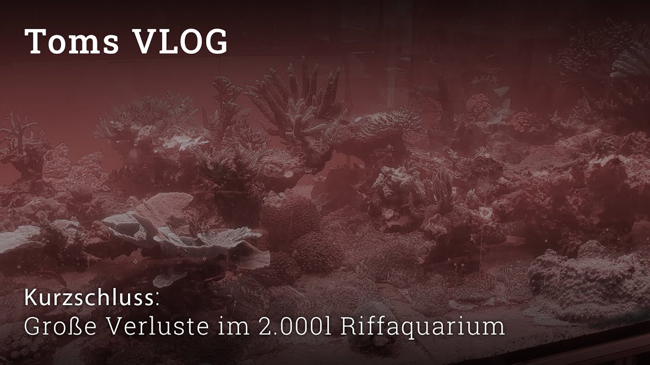 Kurzschluss: Große Verluste im 2.000l Riffaquarium