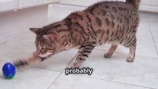 10 Fun Facts About Bengal Cats you didn't know!
