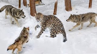Wolf pack Attacks Leopard | Top 10 Wolf Attacks On Animals by HB Kennel 1,983,843 views 1 year ago 8 minutes, 1 second