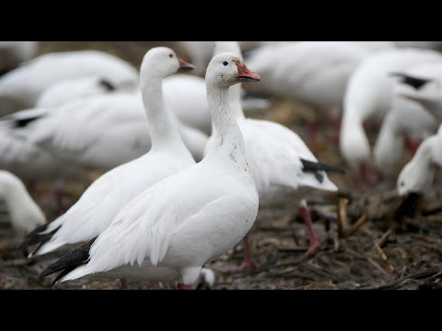 My Morning Walk Turned Into A Birdwatching Spectacle With Thousands Of  Migrating Snow Geese.