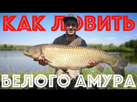 Как поймать белого АМУРА ! Снасть и прикормка | Ловля на дикаре белый амур