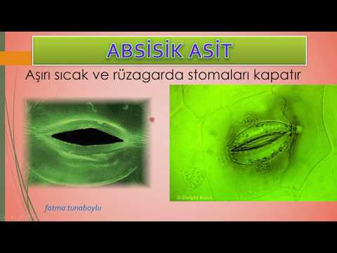 ABSİSİK ASİT (ABA) HORMONUNUN GÖREVLERİ