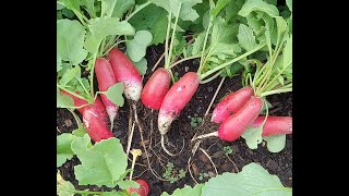 Why Don't I Get Beets or Radishes, Only Leaves?