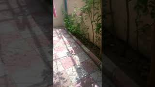 Güneş Çikmiş Ama Yağmur Yağiyor (Azerbaycanda)