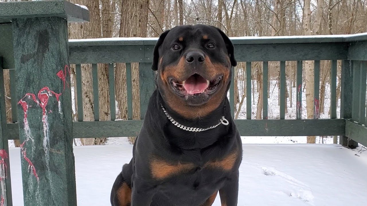 "Stop" Dogs Losing Fur / Dogs Coat Not Growing Back. This Will Help YouTube