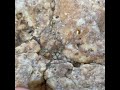 Big spiceman, gold nugget, rock on 10 kg, Камень с золотом весом в 10 кг, Австралия, штат Виктория