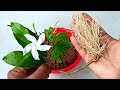 Grow any cutting plants faster  grow without soil