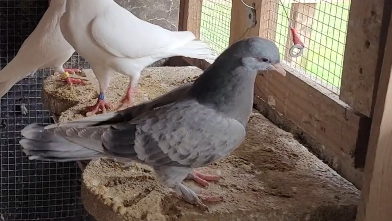 ❤️❤️❤️مطيار ارافل للعيوكم وهجوم الصكر 🤣🤣🤣