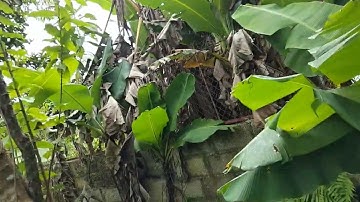 Hai thầy trò Khương chờ ra cây hoạt huyết đằng sau 4 năm trồng và chăm sóc .