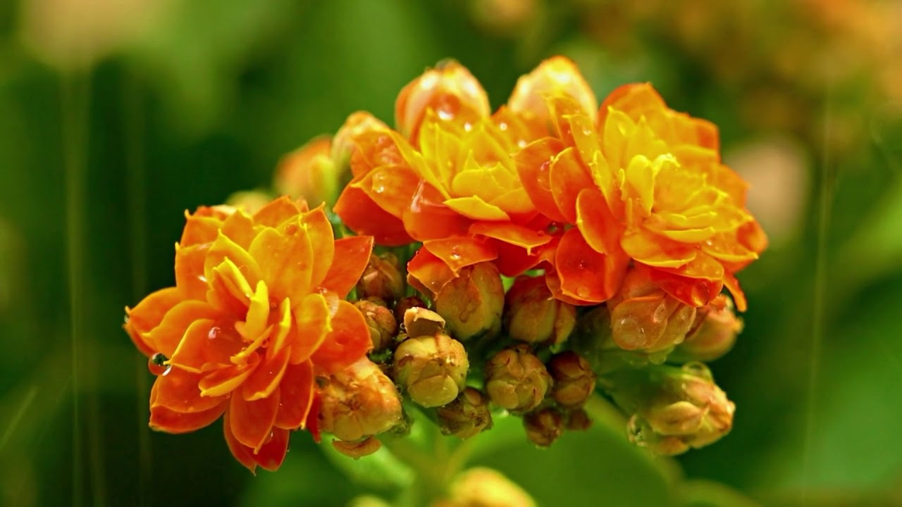 Beautiful flowers earth YouTube