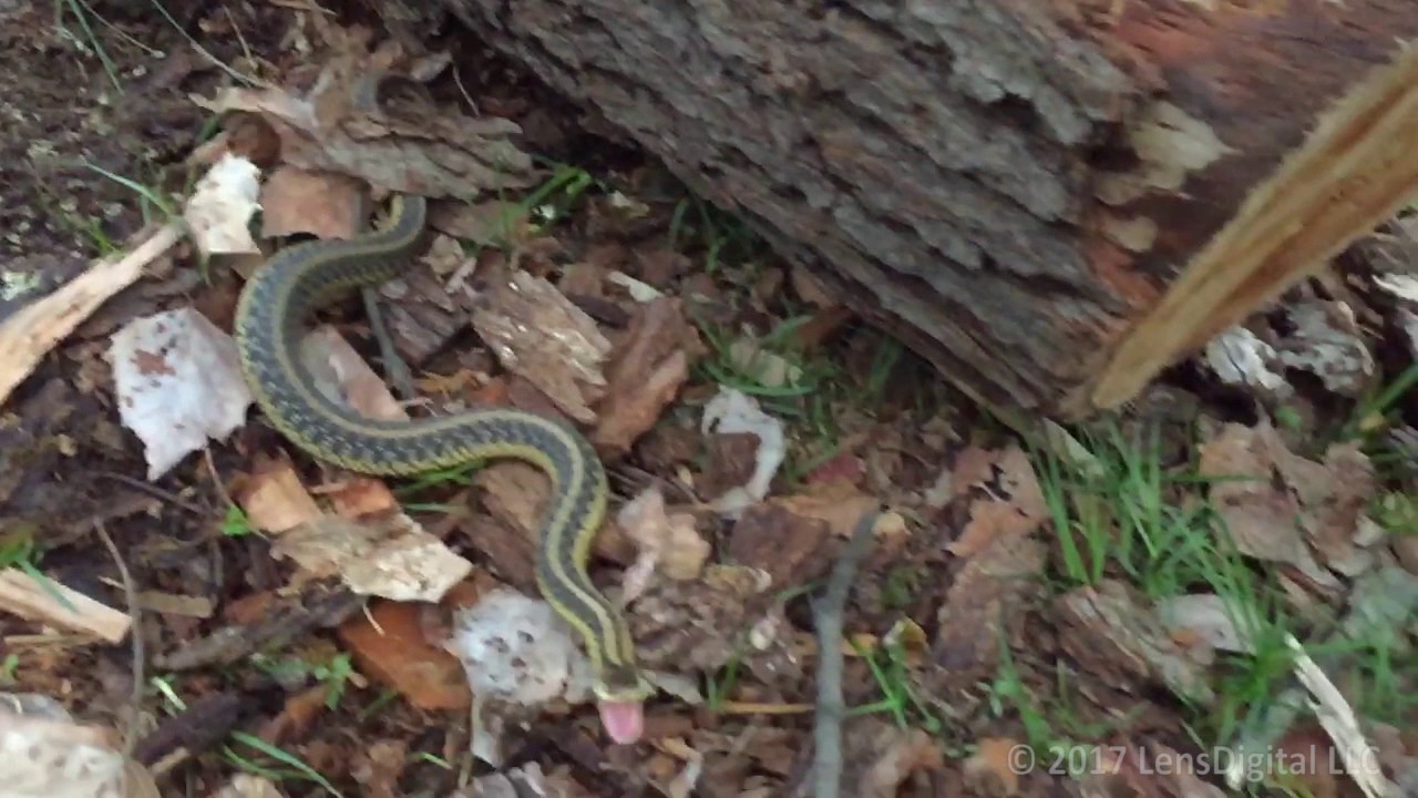 Snake Attack In My Backyard Slow Motion Youtube