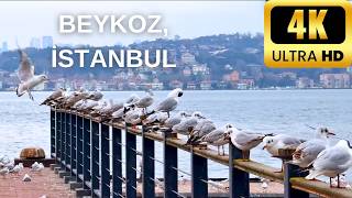 Walking Through Beykoz, Istanbul — 4K Walking Tour in İstanbul, Türkiye Ambience - No Talking